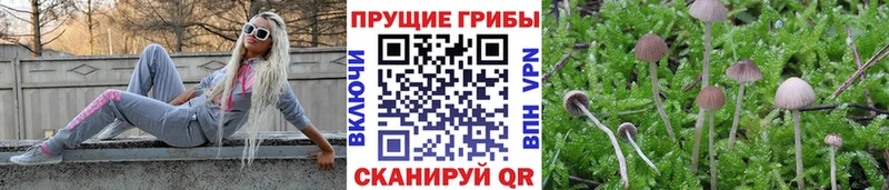 blacksprut как зайти  Павловск  Псилоцибиновые грибы ЛСД 
